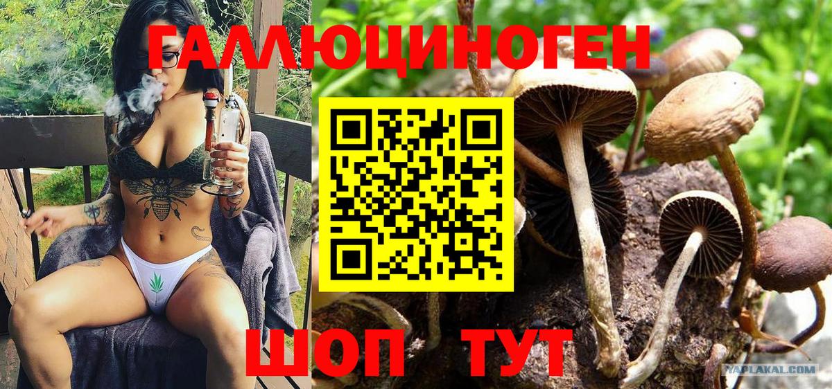 Псилоцибиновые грибы Psilocybine cubensis Москва